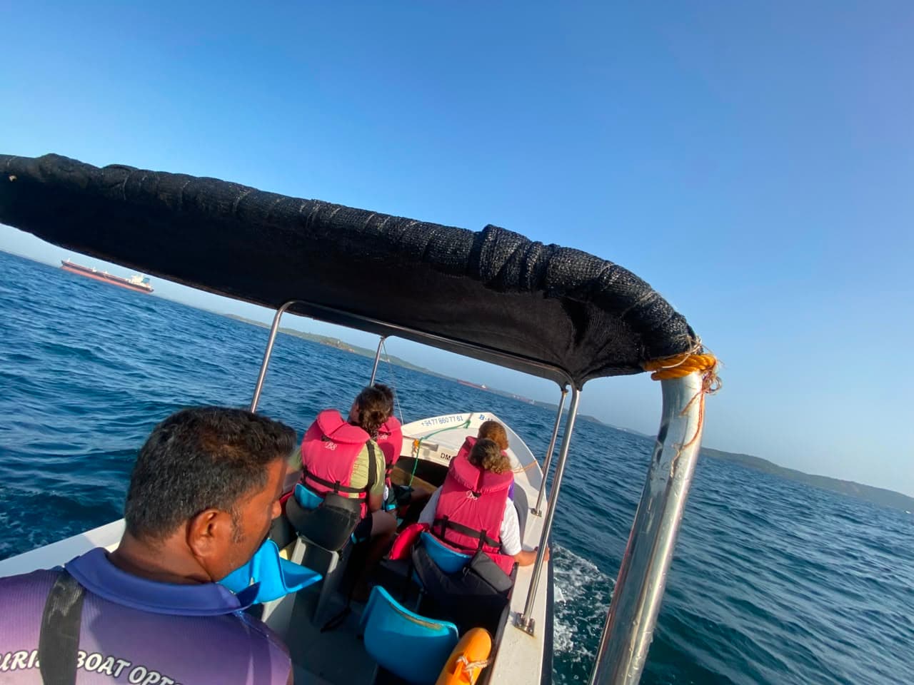Serene Dolphin Sight