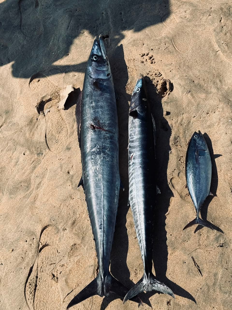 Fresh Ocean Bounty