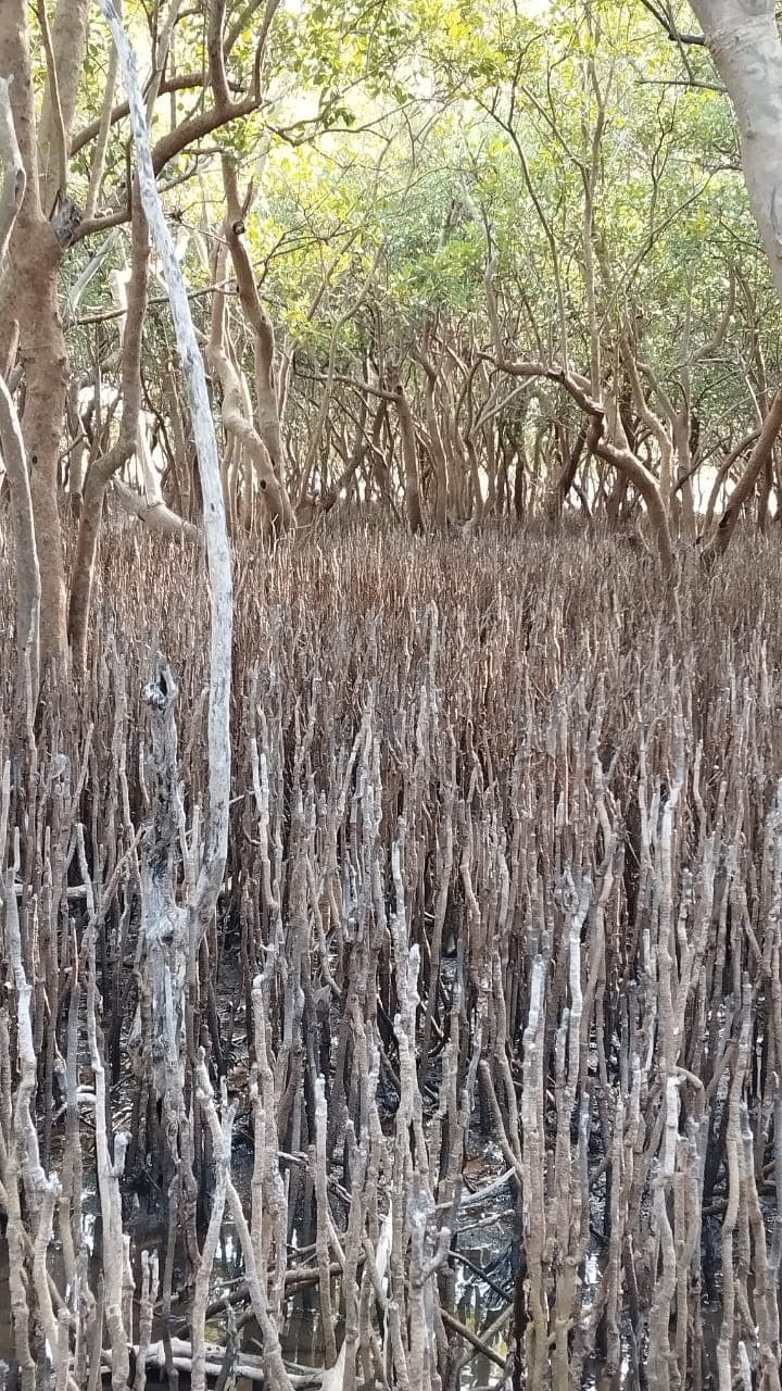 Mangrove Channels