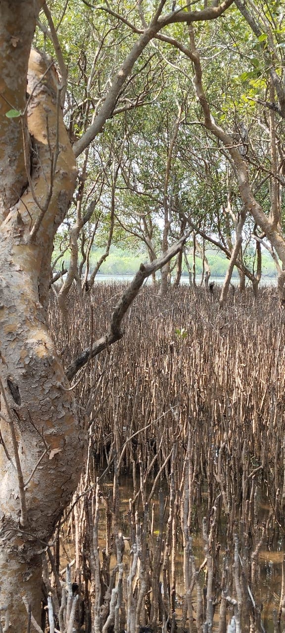 Scenic Mangrove Bridge