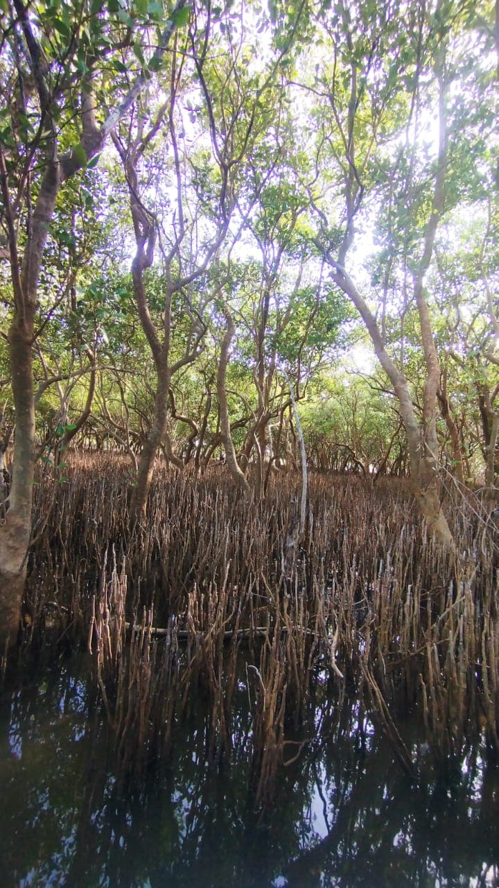 Coastal Flora