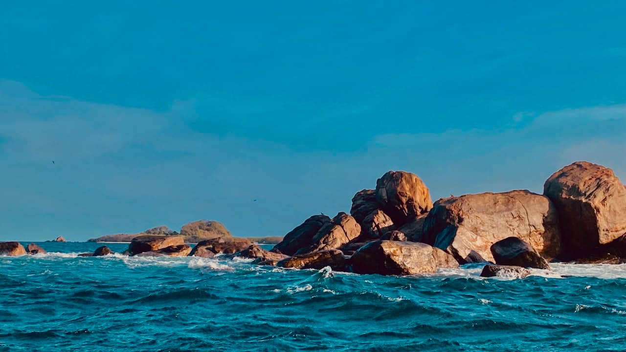 School of Fish