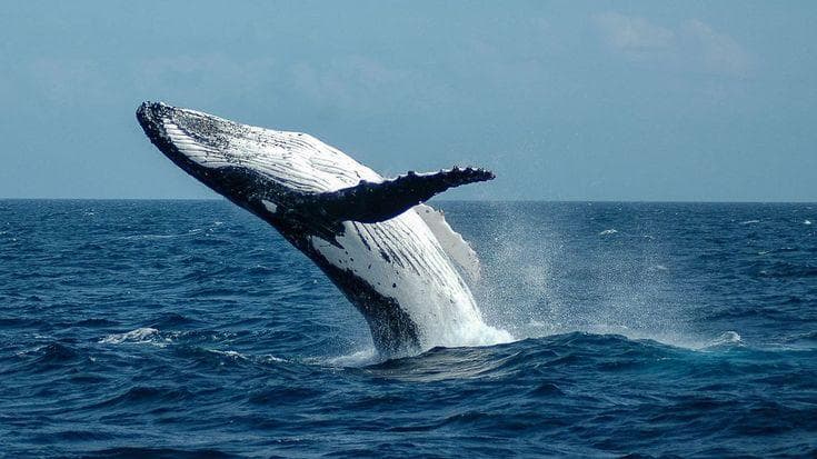 Whale Sighting